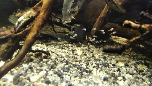 První u nás vylíhnutí P. dovii pár hodin po rozplavání...