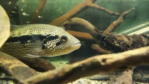 Na scénu rozvážně vyplouvá z úkrytu Rudolf