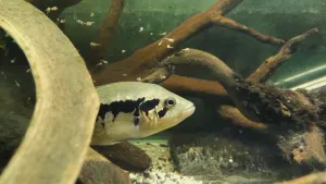 Zvolna vede mladé na otevřené prostranství