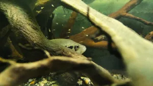 Baculka s malými v zázemí "ložnice"