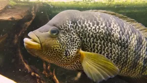 Už jsem dlouho nefotil moty, tak přidávám aspoň dva dnešní portréty Rišánka...