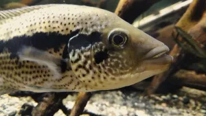 Mladý Rudolf u čelního skla