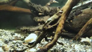 Miminka dovii dnes večer v osm :)