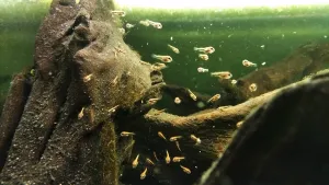 Štědrovečerní rychlocvak koblížků, desátý den od vykulení.