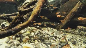 Na maličkých jsou vidět změny snad s každým dnem - nově získali stále intenzivnější měděné zbarvení. Že by vliv Hikari?