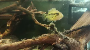 Větší a o mnoho průbojnější z obou prvorozených doviíků, nyní (odhadem) přibližně 8 cm dlouhý. Již týden obývá své rodné akvárium sám...