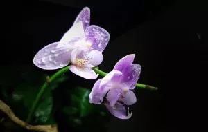 Pidi-orchidejka