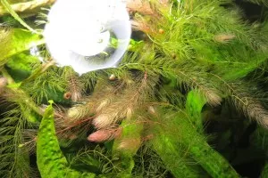 Zelené Ceratophyllum, když se 3 týdny nechá pod hladinou a světlem.