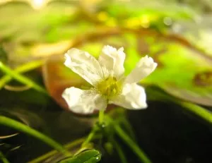Nymphoides hydrophylla 'Taiwan' - květ