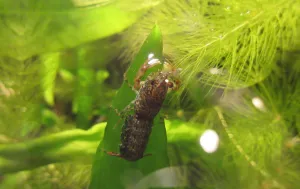 Cambarellus diminutus, který se krmil u hladiny. Pinzetou jsem mu nabídl bílou komáří larvu, vzal si ji.