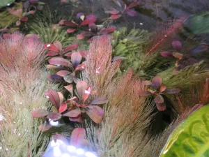 Bucephalandra Brownie Purple těsně pod hladinou a 10 cm pod světlem Chihiros C2 LED.