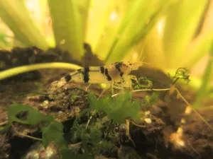 Včera ubytovaná Caridina (Paracaridina) sp. 'Racoon Tiger'.