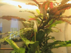 Bucephalandra kvete :).