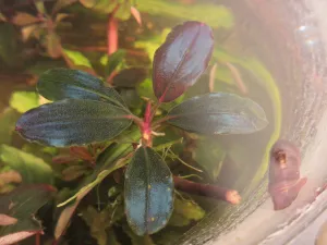 Aspoň takhle. Bucephalandra sp. 'Moonlight' má pěkný modrý lesk, který se mi ale nedaří dostat do fotoaparátu.