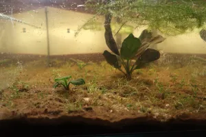 Vepředu vlevo malý zelený Echinodorus Iguazu 2009, vzadu vlevo další jeden, vpravo uprostřed velká červená forma.