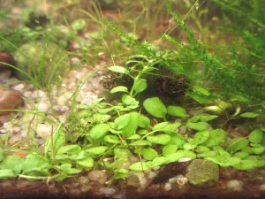 Je velmi sympatické, jak se Hygrophila serpyllum plazí po dně a vůbec nemá ambice růst do výšky.