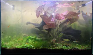 Snímek s novým světlem a týden od zasazení Nymphaea micrantha.
