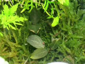 Bucephalandra Pearl Grey po 3 měsících a poté, co byla odkryta zpod vrstvy H. zosterifolia.