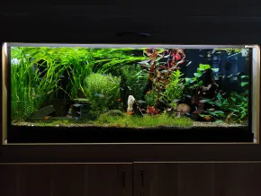 HF