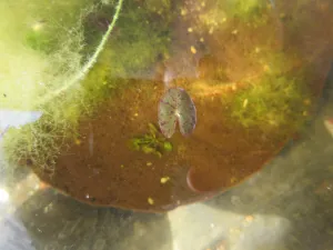 Hladinový list Nymphaea x helvola se vybarvil a povyrostl od včerejška na 1,5 cm délky :).