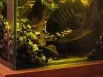 Kančík příčnopruhý pečlivě střeží své teritorium po řádném vyčištění až na sklo u dna akvária.
