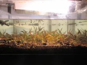 Dnešní restart s C. wendtii.