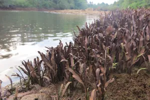 Cryptocoryne wendtii (asi) v Thajsku, národní park Khao Sok. Z přehrady několikrát denně vypouštěli vodu, takže byly kryptokoryny pod vodou.
