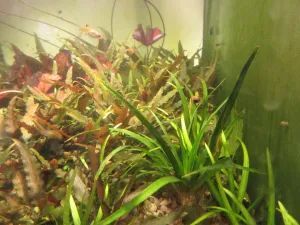 Eriocaulon sp. Vietnam má po 8 týdnech poloviční listy, než měl při sycení CO2, ale žije a roste.