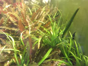 Eriocaulon. sp. 'Vietnam' vypadá ok. Víc menších, ale solidně vypadajících listů.