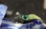 Krevetka kantonská var. Blue Bolt
