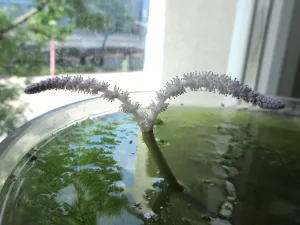 Aponogeton longiplumulosus