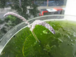 Aponogeton longiplumulosus