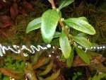 Proserpinaca palustris vyrostla až ke světlu
