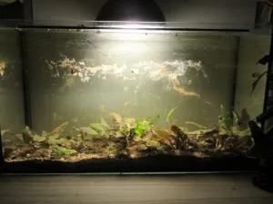 Stav po 3 letech zanedbávání, po vyndání řas a mechu před 2 t. a očištění skel od většiny zbytků suché masy.