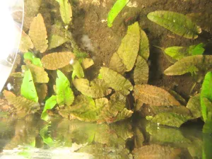 Flaminga na tom překvapivě nejsou nejhůř.