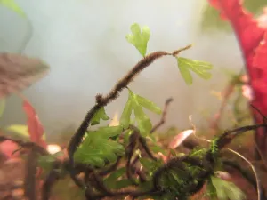 Crepidomanes cf. malabaricum po včerejší očistě od mechu.