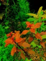Rataj -- Ludwigia ovalifolia.. spíš ale super red mini :)
