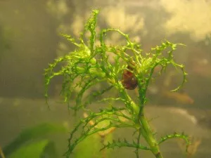 Najas horrida na umělém světle Najas horrida na umělém světle