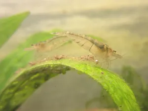 Dnes ubytované Caridina pareparensis parvidentata. Upřímně, na makrofotografii vidím mnohem víc, než v reálu :).