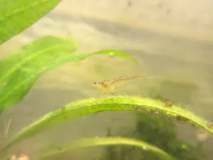 Caridina pareparensis parvidentata.