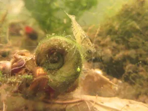 Caridina pareparensis parvidentata.