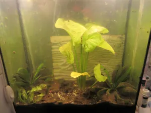 Dva dny od ubytování Echinodorus Quadricolor. Sumberzní bude asi menší, ale s barevnějšími listy.