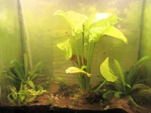 Echinodorus Quadricolor vyhání první červený list!