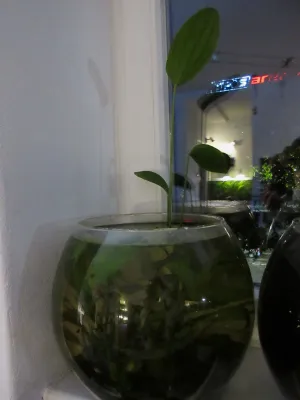 Večerní fotka a nový list vysoký skoro 30 cm.