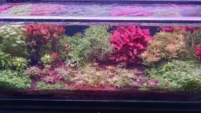 HF