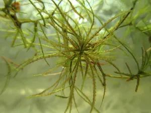 Najas sp. 'Roraima' v ASZS2.