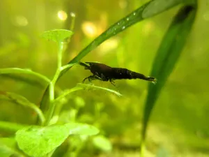 Tahle neocaridina by měla být Green Jade, ale mě připadnou spíš černé.