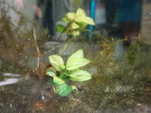 Anubias White v ASZS 1. Příště budu muset utřít polystyrénový prach ze skla. A až na fotce jsem si všiml nezmara.
