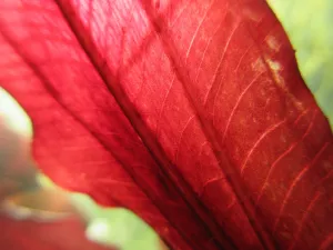 Detail.