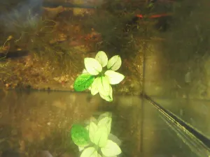 Anubias sp. White se zle zaostřuje :).